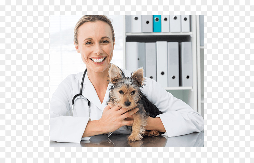 Dog Cat Veterinarian Veterinary Medicine Nursing PNG