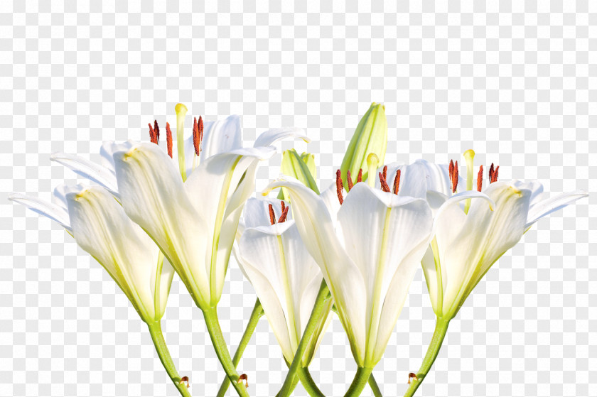 Flower Image Cut Flowers White Clip Art PNG