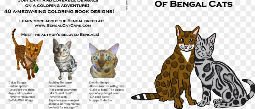 Kitten The Big Coloring Book Of Bengal Cats Maine Coon Ragdoll California Spangled PNG