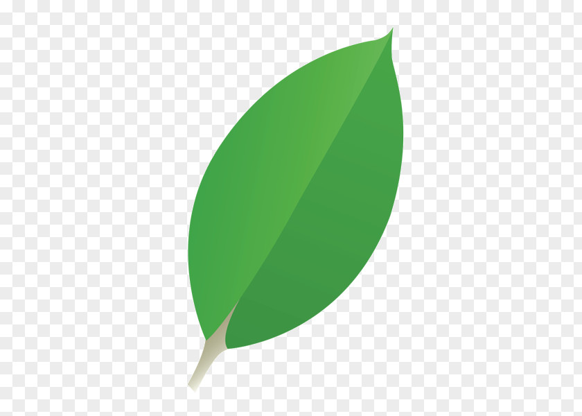 Leaf Green Product Design PNG