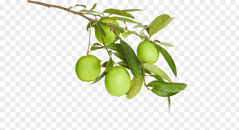 Lemon Flavor The Old Greenhouse Arab Chamber Of Commerce Southern Ink And Thread Business Facebook PNG