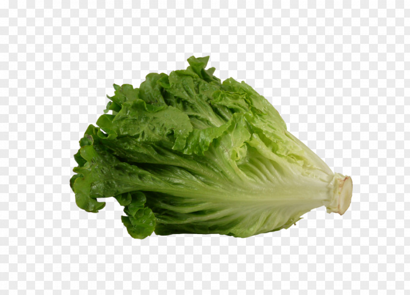 Lettuce Greek Salad Leaf Vegetable Romaine PNG