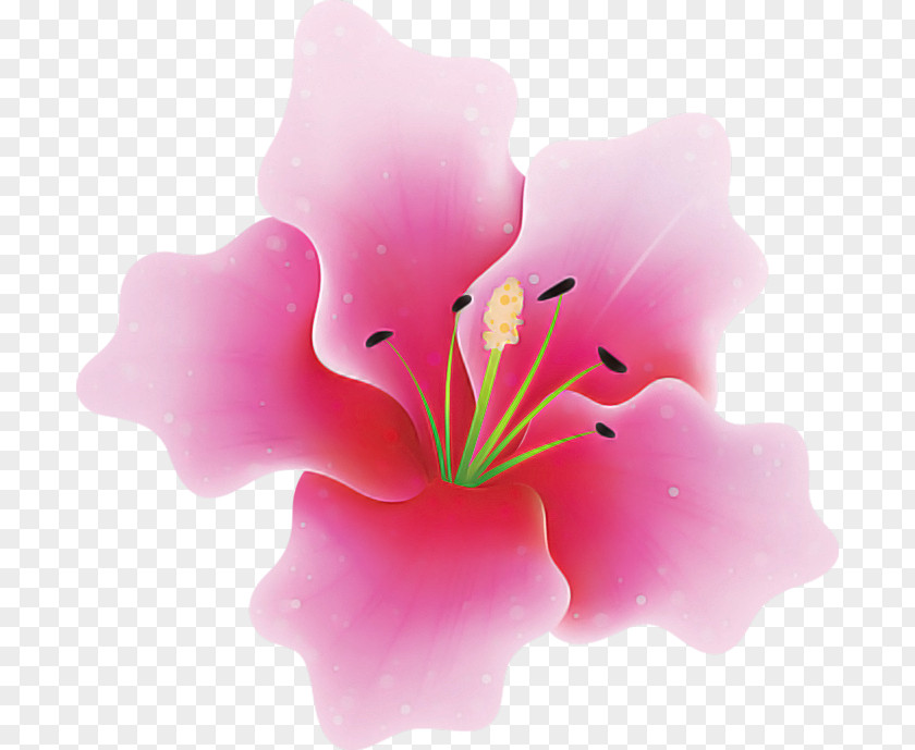 Mallow Family Lily Flower Pink Petal Plant Hibiscus PNG