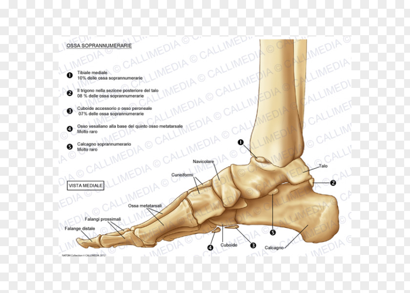 Osso Foot Cuboid Bone Thumb Ankle PNG
