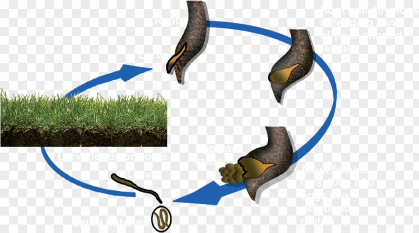 Plant Root-knot Nematode Roundworms Biological Life Cycle PNG