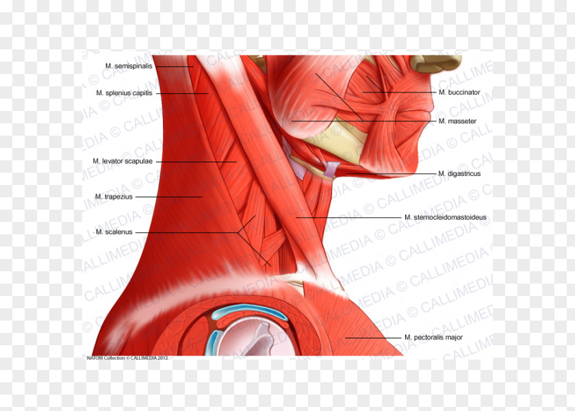 Arm Head And Neck Anatomy Muscle Pelvis Human Body PNG