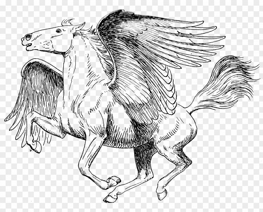 Book Coloring Drawing Pegasus Sketch PNG