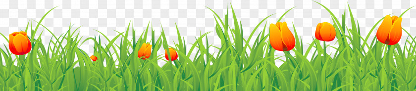 Grass Ground With Tulips Clipart Tulip Time Festival PNG