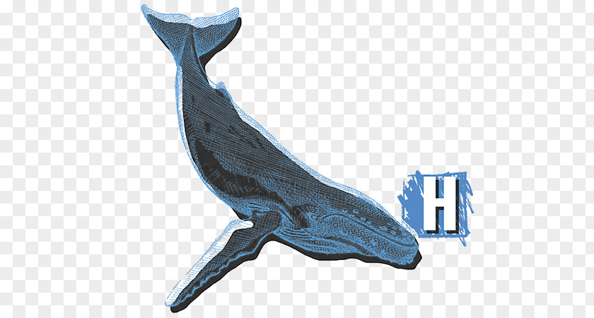 Humpback Whale Dolphin Wildlife PNG