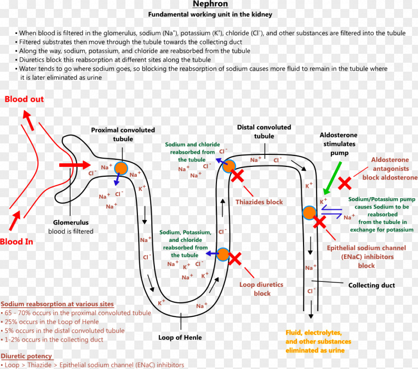 Kidney Antimineralocorticoid Loop Diuretic Spironolactone Thiazide Aldosterone PNG