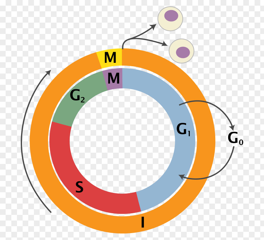 Life Science Pictures Cell Cycle Division Mitosis Interphase PNG