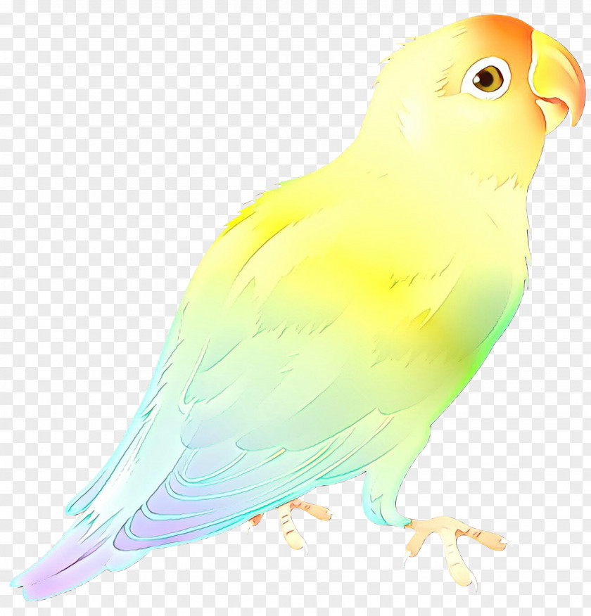 Lovebird Macaw Parakeet Beak Feather PNG