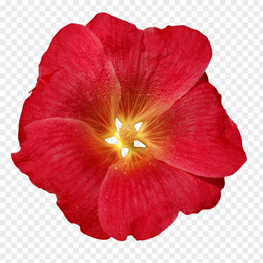 Summertime Flag Rosemallows Annual Plant Herbaceous Plants RED.M PNG