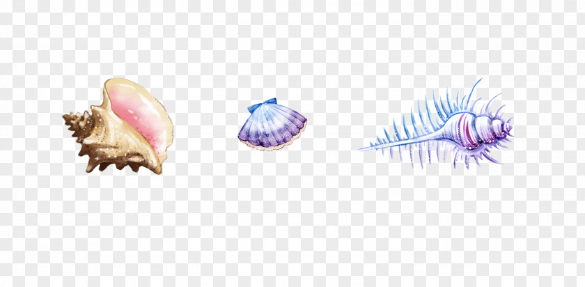 Conch Shell Material Sea Snail Seashell PNG