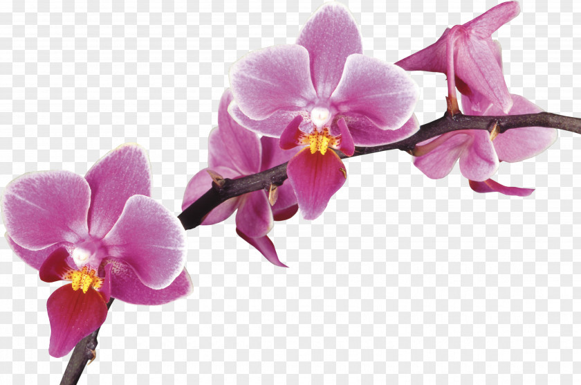 Crocus Orchids Desktop Wallpaper Photography Drawing PNG