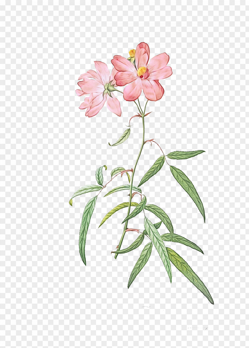 Impatiens Pedicel Flower Plant Pink Petal Prickly Rose PNG