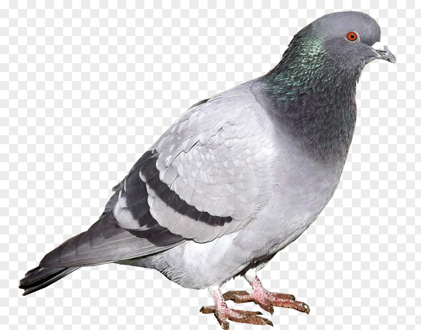 Paloma Stock Dove Rock PhotoScape Beak GIMP PNG