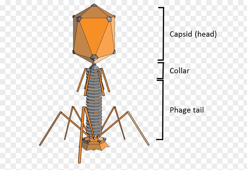 Science Bacteriophage Enterobacteria Phage T2 T4 Group Therapy PNG