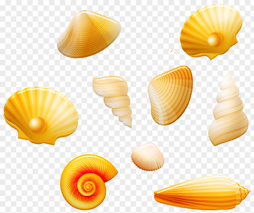 Seashell Cockle Conchology Conch Venerida PNG