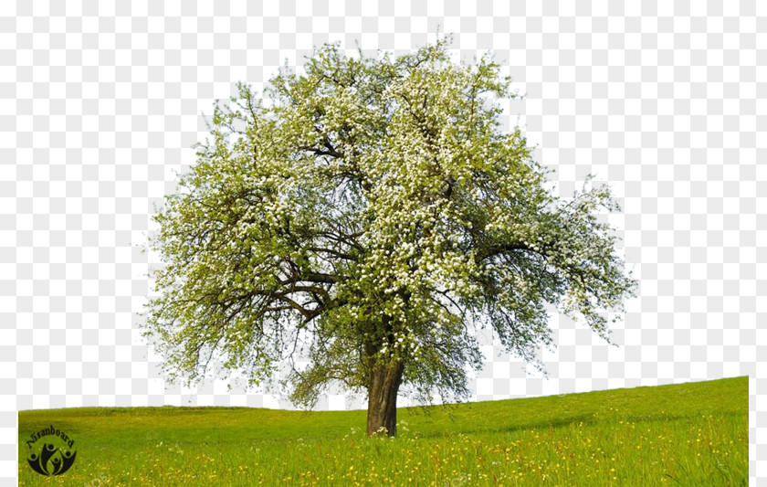 Apple Stock Photography Tree PNG