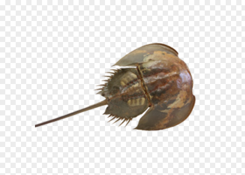 Crab Horseshoe Taxidermy Invertebrate PNG