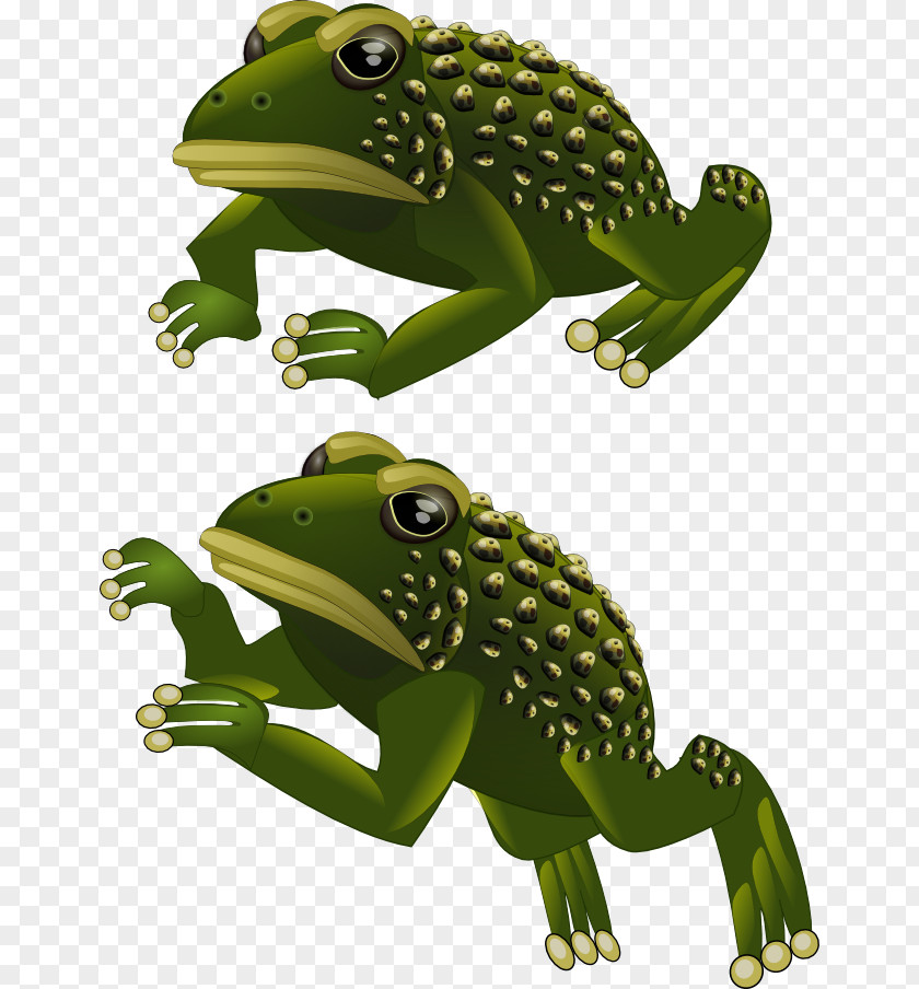 Frog Toad Tree Amphibians Sprite PNG