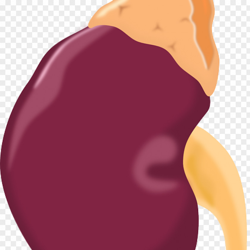 Kidney Hormone Disease Symptom Cortisol PNG