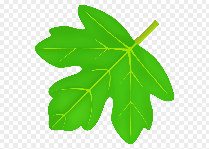 Leaf Plant Stem Tree PNG