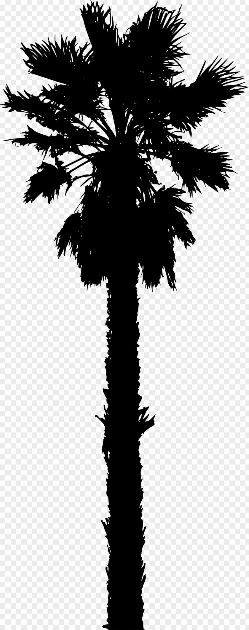 Palm Tree Arecaceae Date Silhouette Clip Art PNG