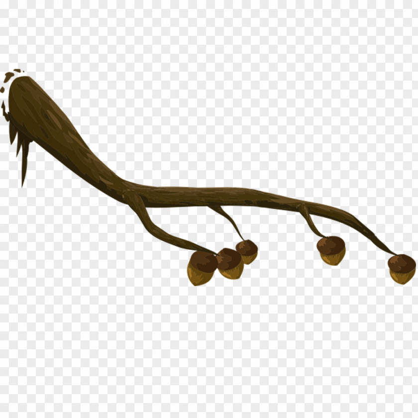 Squirrel Branches Branch Acorn Free Content Tree Clip Art PNG