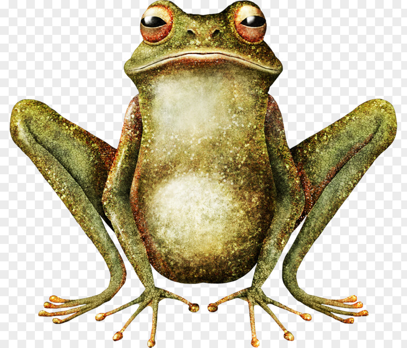 Frog And Toad Illustrator Art PNG