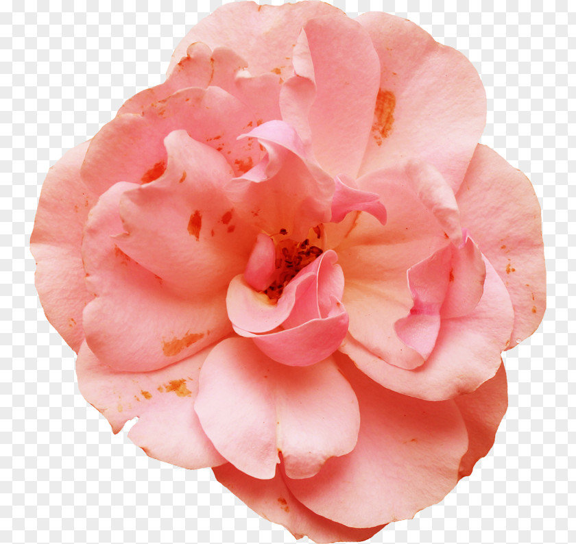 Garden Roses Centifolia Pink Petal PNG