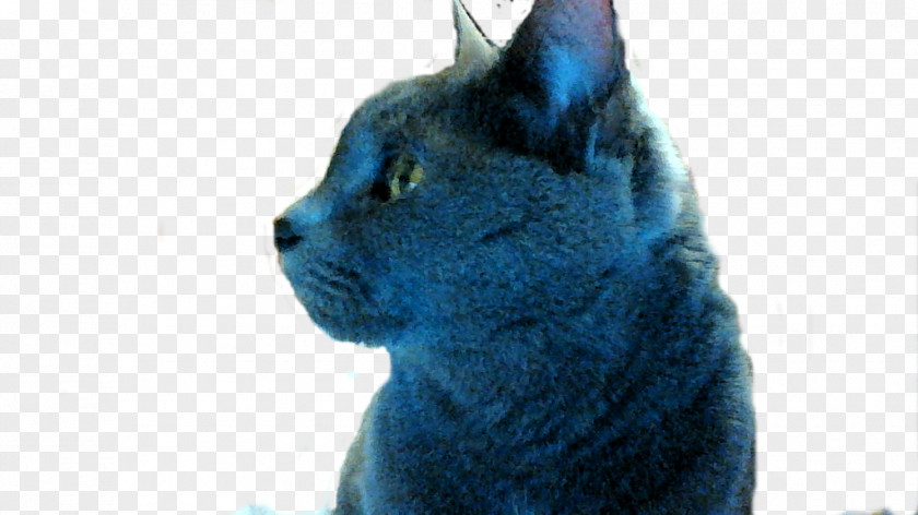 Hello My Name Is Korat Russian Blue Chartreux Whiskers Nebelung PNG