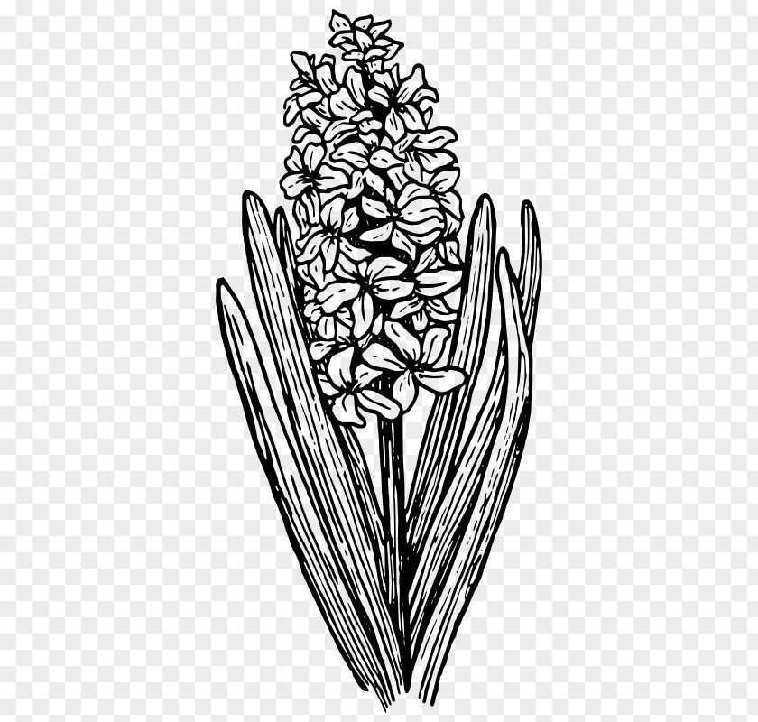 Hyacinth Clip Art PNG