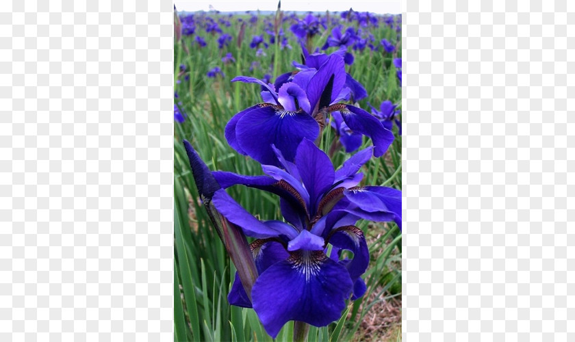 Bulb Northern Blue Flag Siberian Iris Orris Root Plant PNG