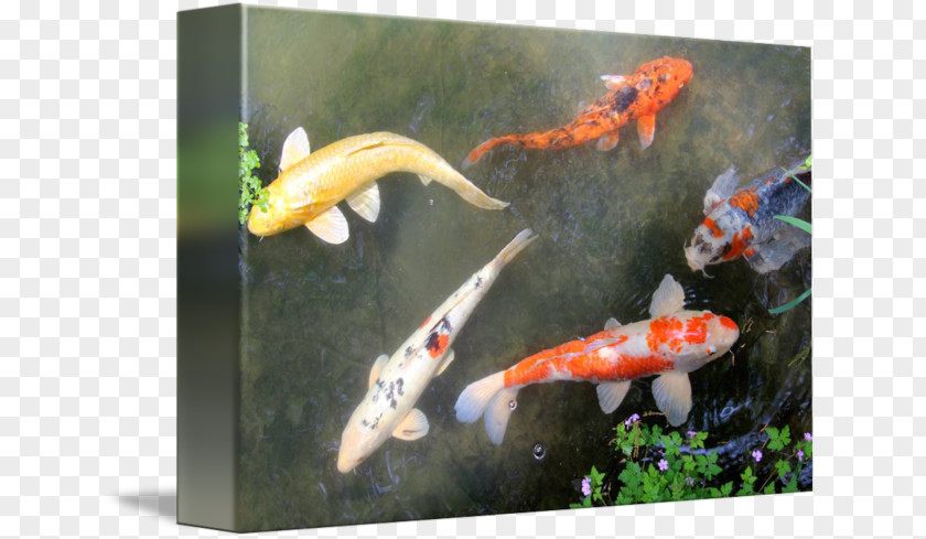 Koi Carp Goldfish Fish Pond Feeder Gallery Wrap PNG