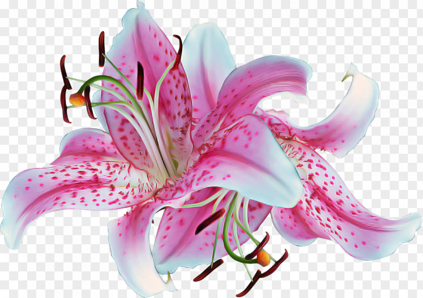 Lily Flower Stargazer Petal Pink PNG