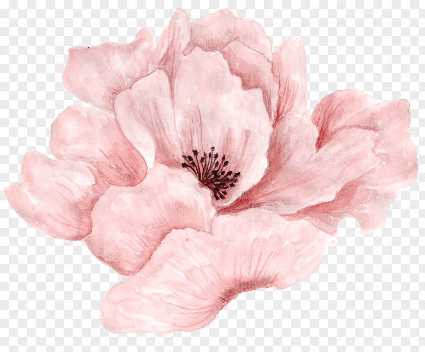 Beautiful Pink Flowers In Full Bloom Watercolor Painting PNG
