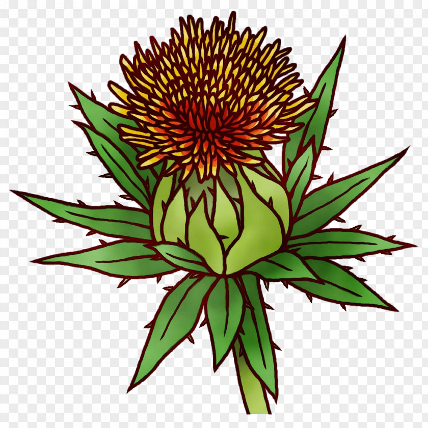 Cactus PNG