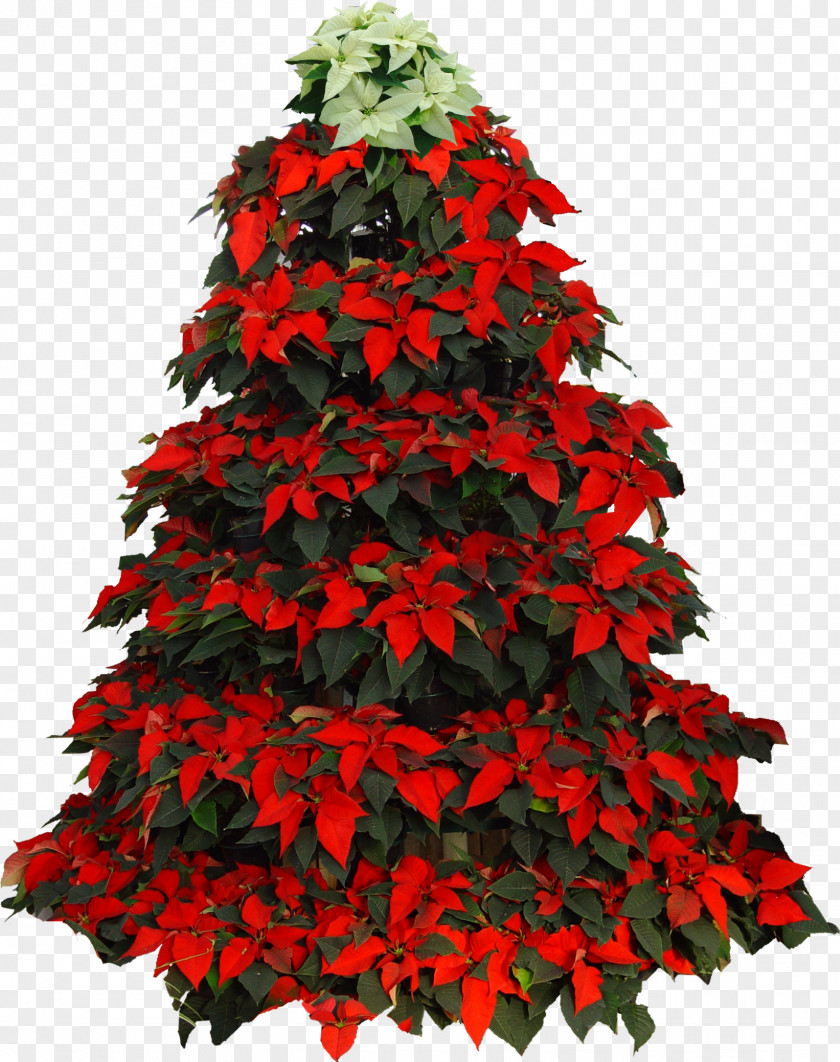Houseplant Spruce Christmas Tree PNG