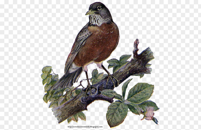 Bird European Robin Sparrow American Clip Art PNG