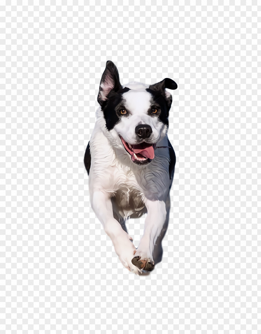 Boston Terrier Snout Leash Breed PNG