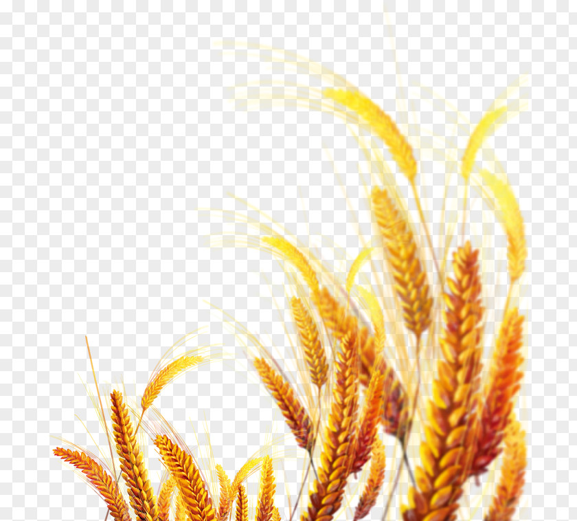 Creative Wheat Yellow Emmer Gold PNG