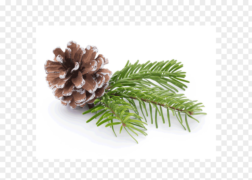 Tree Fir Pine Branch Conifer Cone PNG