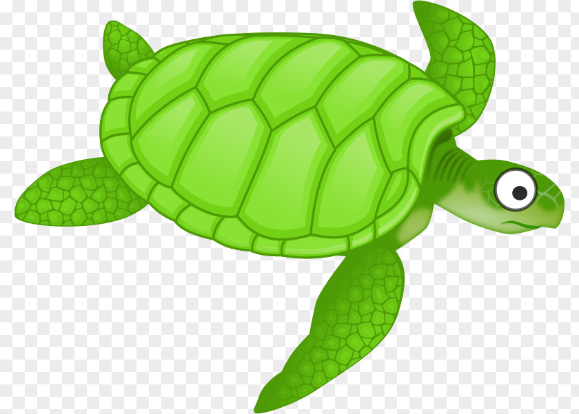 Turtle Illustration Green Sea Clip Art PNG
