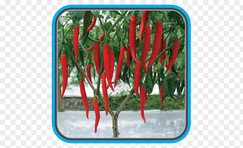 Vegetable Chili Pepper Crop Bird's Eye Maize Benih PNG