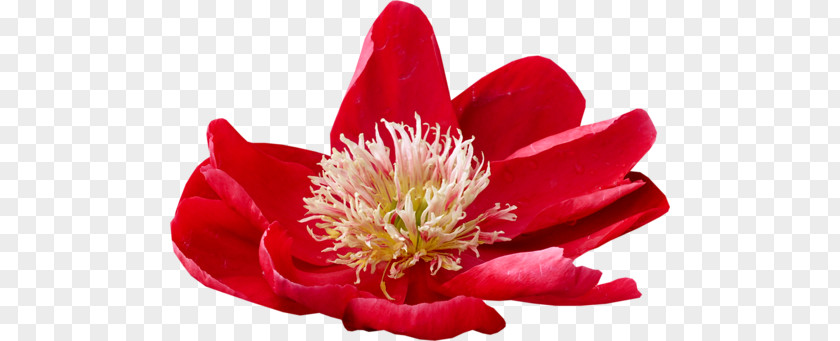 Flower Petal Blume Email PNG