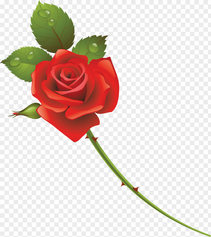 Rose Garden Roses Cut Flowers PNG