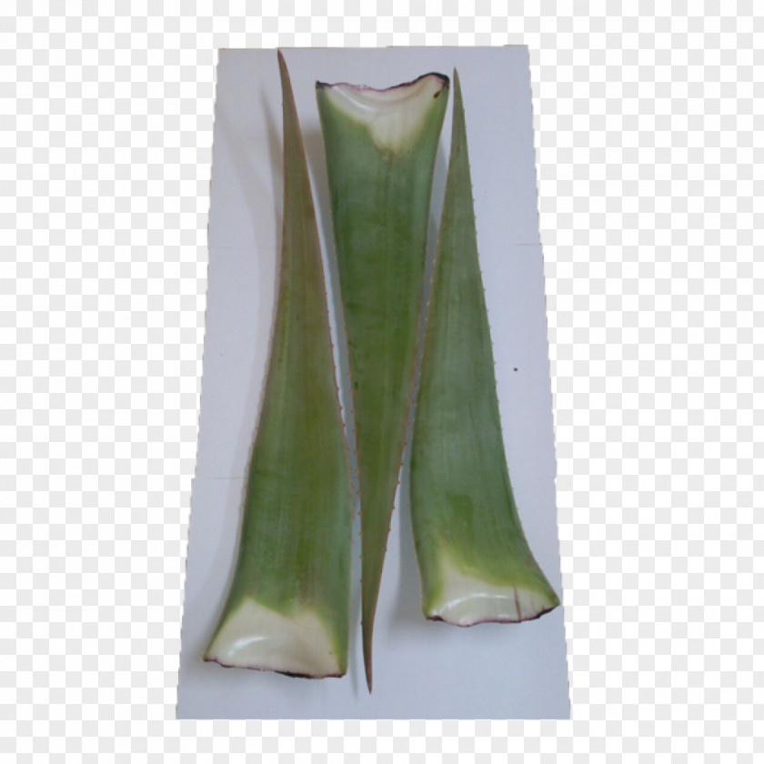 Aloe Water Jugo De Vera Leaf Food Fruchtsaft PNG