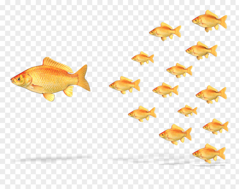 Goldfish Leadership Authority Project Clip Art PNG